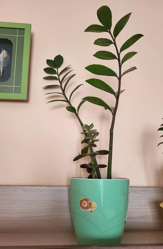 Продам комнатные цветы от 4000 тн.Выращенные в любви ,здоровые.