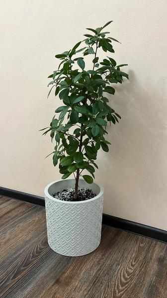 Продам комнатные цветы. Выращенные в любви ,здоровые.