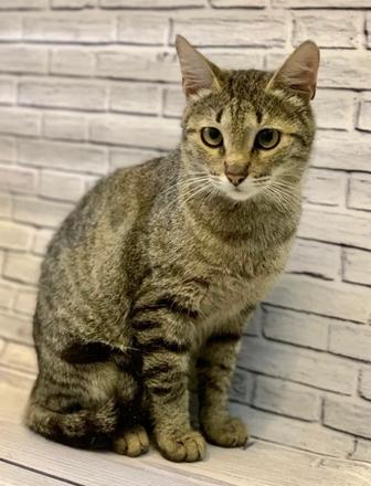 Сливка ищет дом!