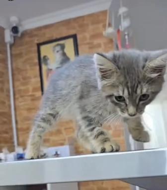 Отдам котенка 2 месяца