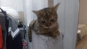 Кошка