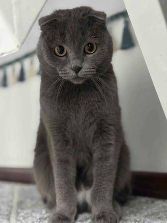 Продается кошка