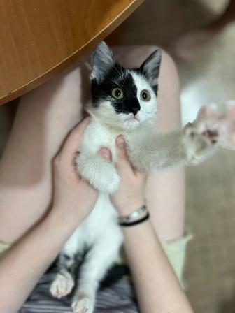 Котенок