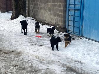 Собачкам нужен дом