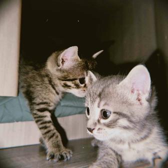 Котята