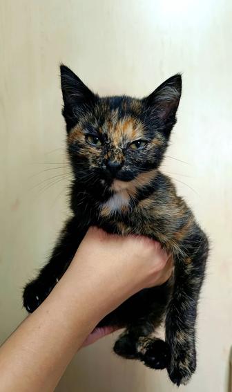 Отдам котенка в хорошие руки