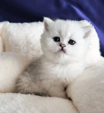 Британские котята