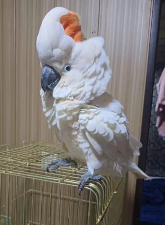 Продается Малайский Какаду