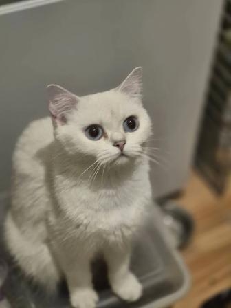 В добрые руки шиншилла кошечка голубоглазая