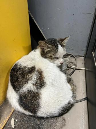 Отдам в хорошие руки кошку,над кошкой издевались дети и пришлось забрать