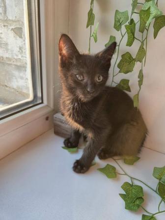 Ласковый котенок