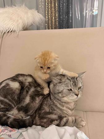 Продаю котенка мальчик