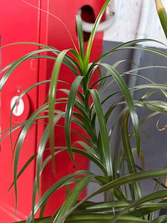 Продам пальму драцену