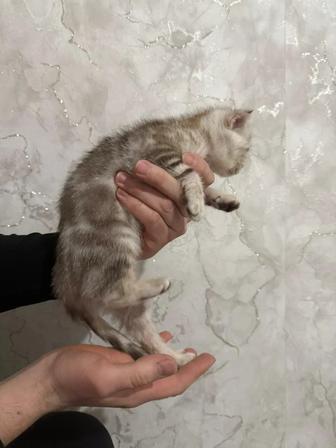 Продам котенка