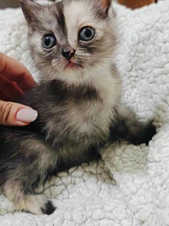 котята британцы . Возраст 1 мес.