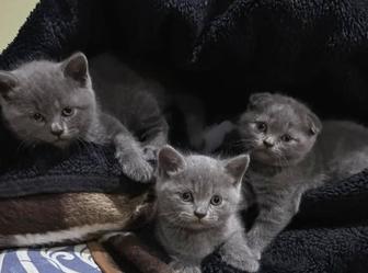 Шотландские котята