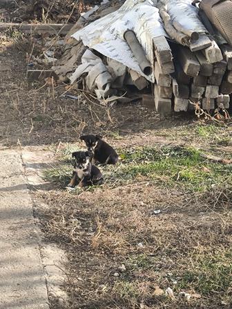 Щенки бесплатно