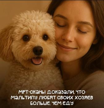 Большой выбор в питомнике щенков