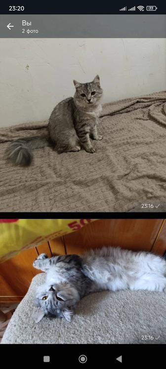 Шотландские кот