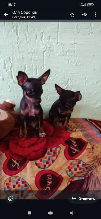 Щенки той терьера мини