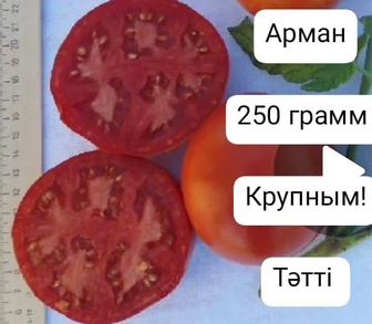 Саженцы помидоров (томатов)