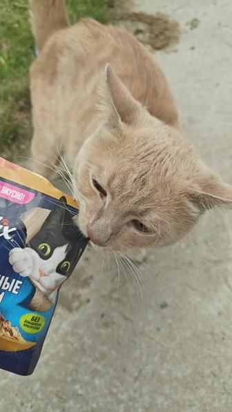 Домашнего котика выкинули