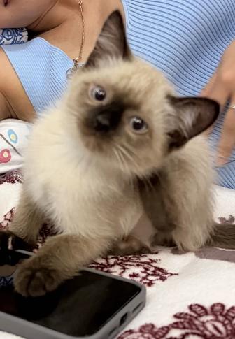 Сиамский котеночек Леон ищет свой дом