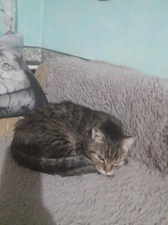 Срочно куплю переноску для кота!!!