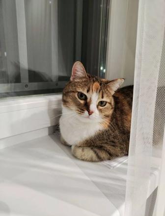 Кошечка ищет новый дом
