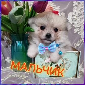 Шикарные мини померанские шпицы.Родились 28.01.2026г.Цены от 120 000 и выше