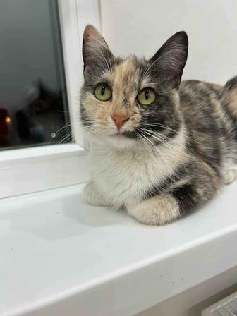 Кошка котенок