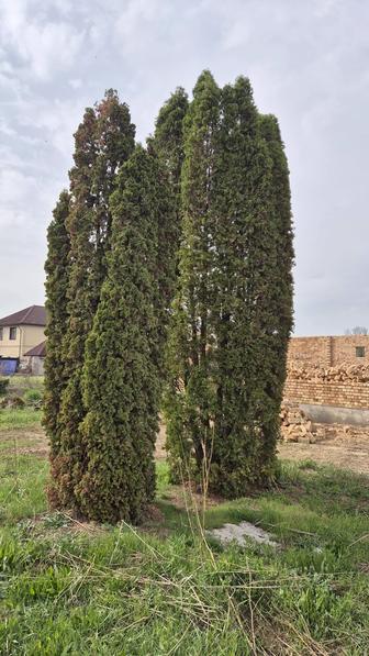 Продам живую ёлку