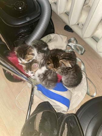 Отдам котят