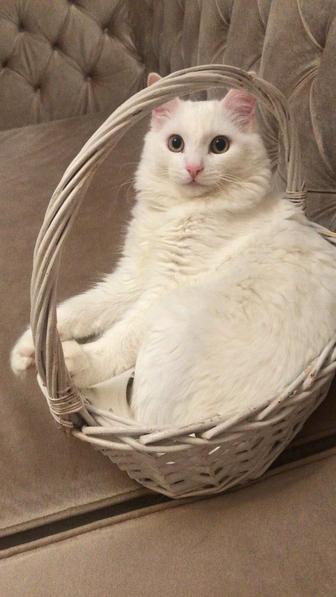 Потерялся Кот Белый