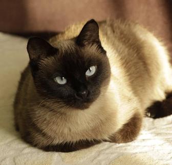 Отдам кошку