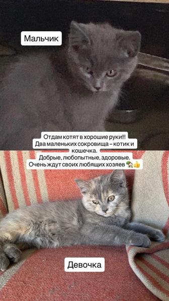 кошки