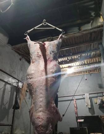 Забой крс разделка мяса также мариновка жарка шашлыков