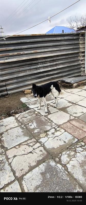 жас ит керек болса хабарласың тегін