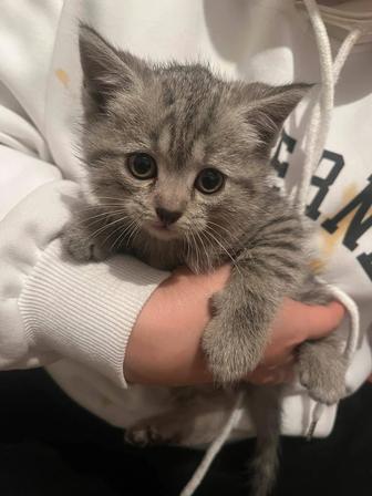 Продается котята.