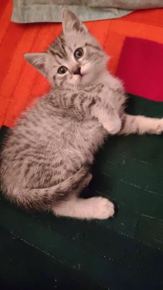 Продается котенок