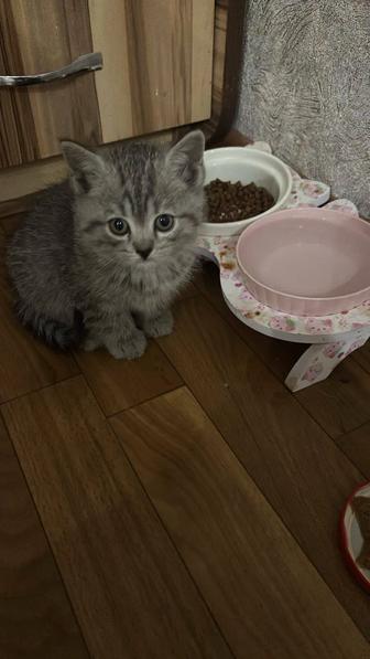 Продается котята.