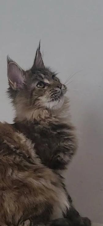 Котята. МЕЙН КУН. -полидакты. С родословной