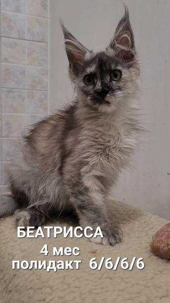 Котята. МЕЙН КУН. -полидакты. С родословной