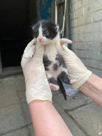 Котята