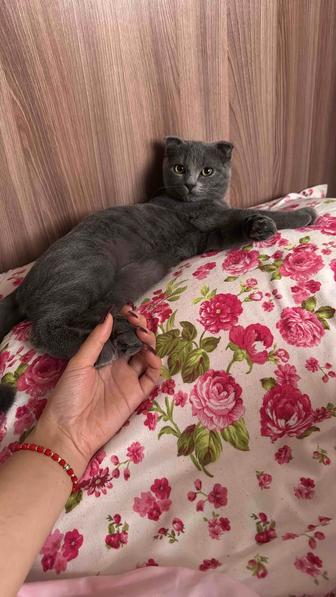 Отдам котенка