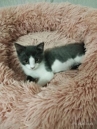 БЕСПЛАТНО котята в добрые руки