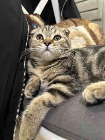 Отдам в ответственные руки шотландского вислоухого котенка.
