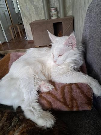 Кошечка породы Мейн-кун