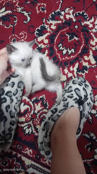 Котята Сиамские 1,5 месяца