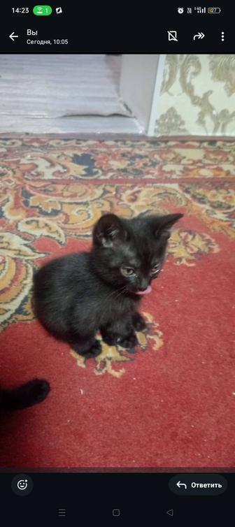 Котята Сиамские 1,5 месяца